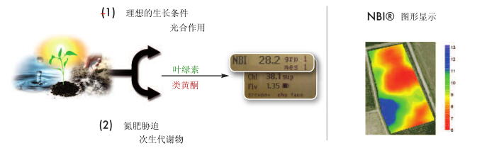 Dualex植物氮平衡指数测量仪