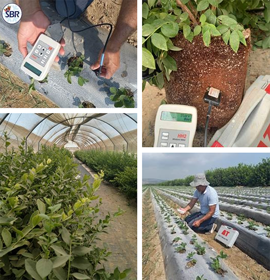 WET-2土壤水分温度电导率速测仪优化浆果生长条件、产量和质量